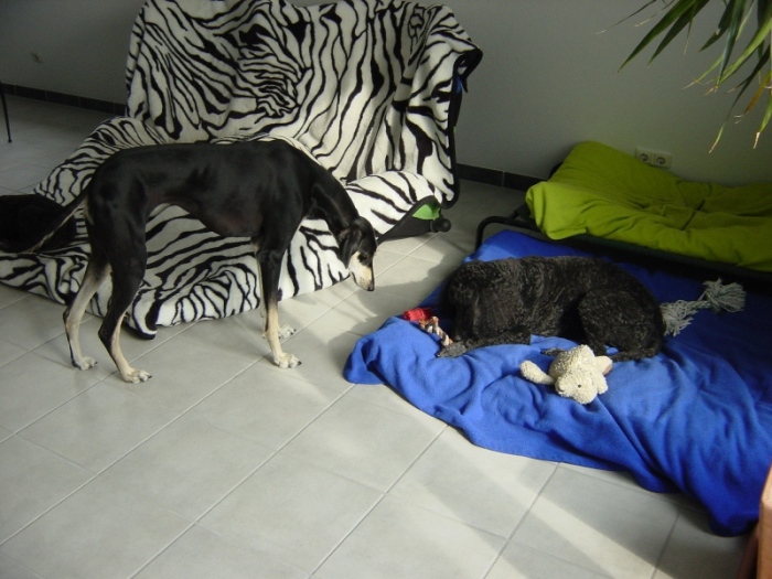 Mitraa + Hanka